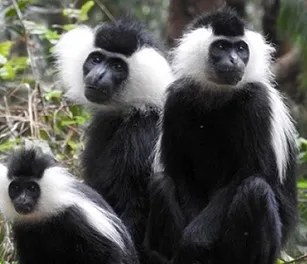 Black-and-white colobus monkeys in a Kenyan forest