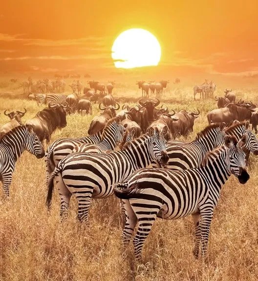 Zebras and wildebeest at sunset on the Serengeti plains